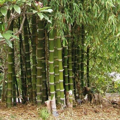 50 Giant Thorny Bamboo Seeds