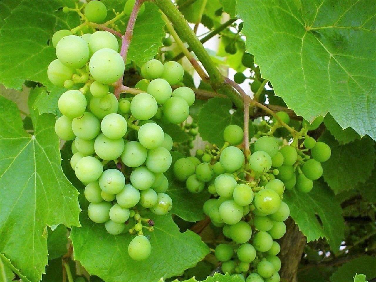 50 Green Grape Fruit Vine | Vitis Vinifera Seeds