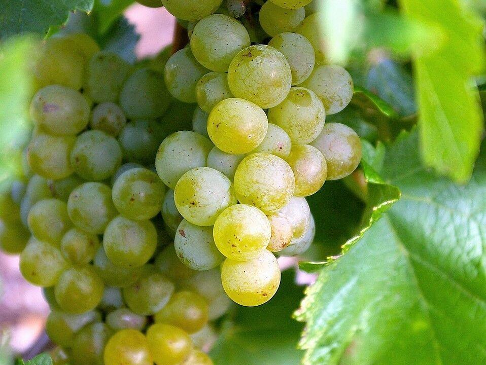 50 Green Grape Fruit Vine | Vitis Vinifera Seeds