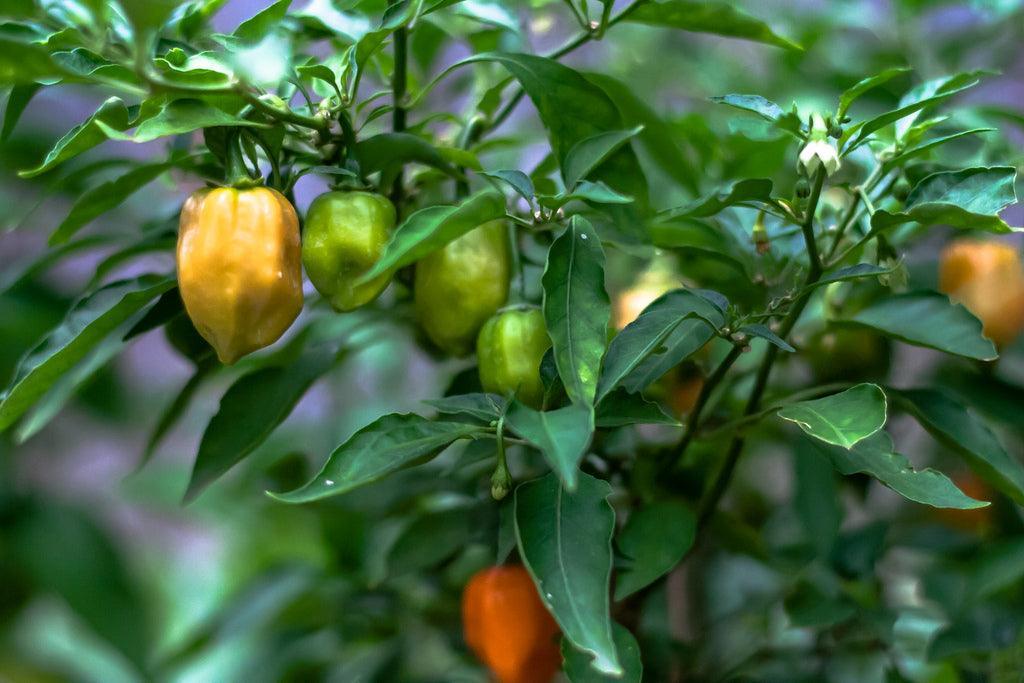 50 Habanero Orange Hot Peppers Seeds