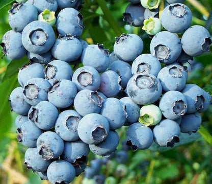 60 Highbush Blueberry Seeds