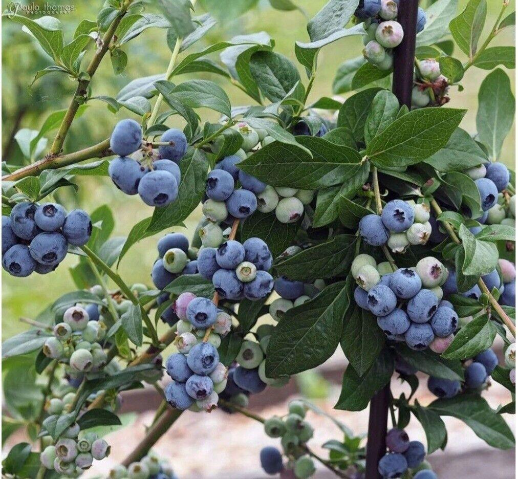 60 Highbush Blueberry Seeds