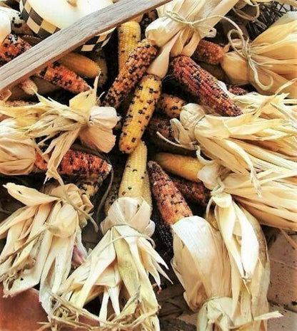 50 Indian Mini Mix Corn Seeds