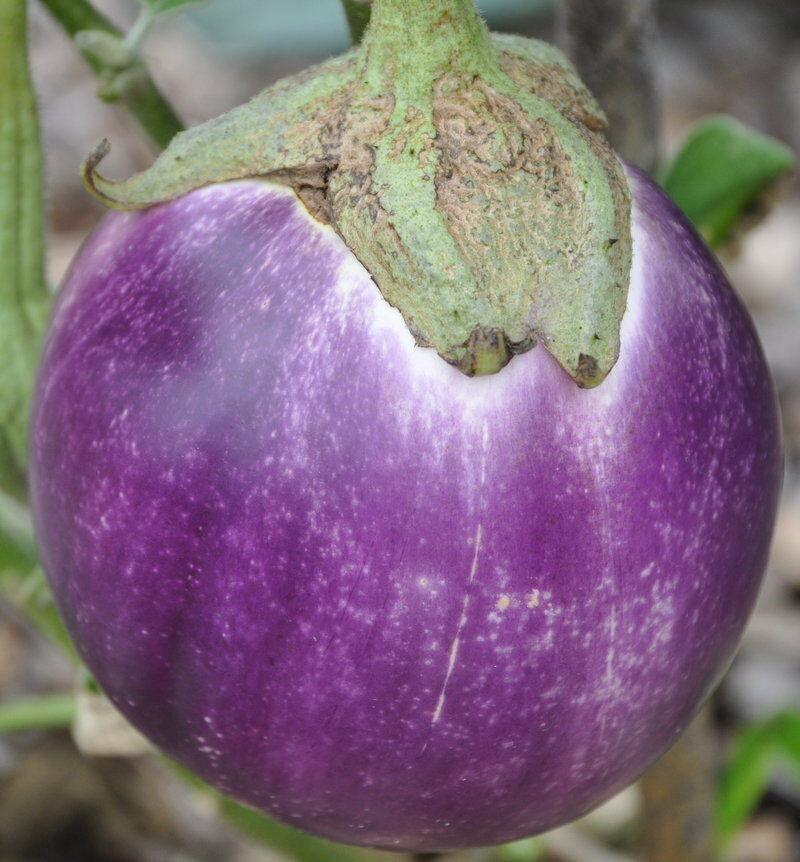 50 Italian Eggplant Rosa Bianca Seeds