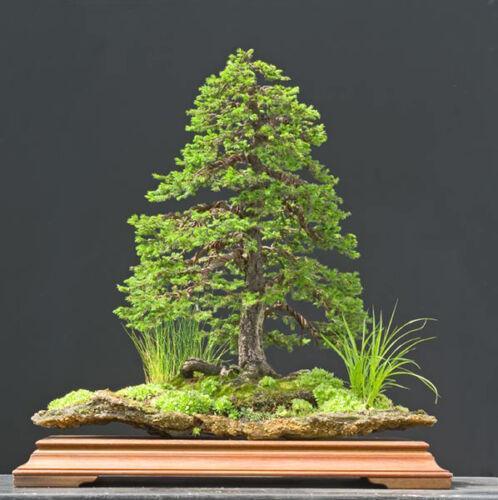 50 Jezo Spruce Bonsai Tree Seeds