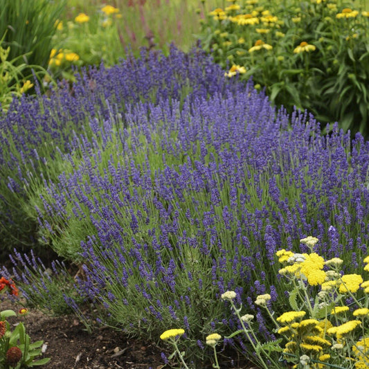50 Lavender Hidcote Blue Seeds