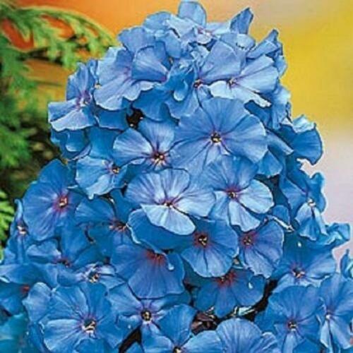 50 Light Blue Phlox Seeds