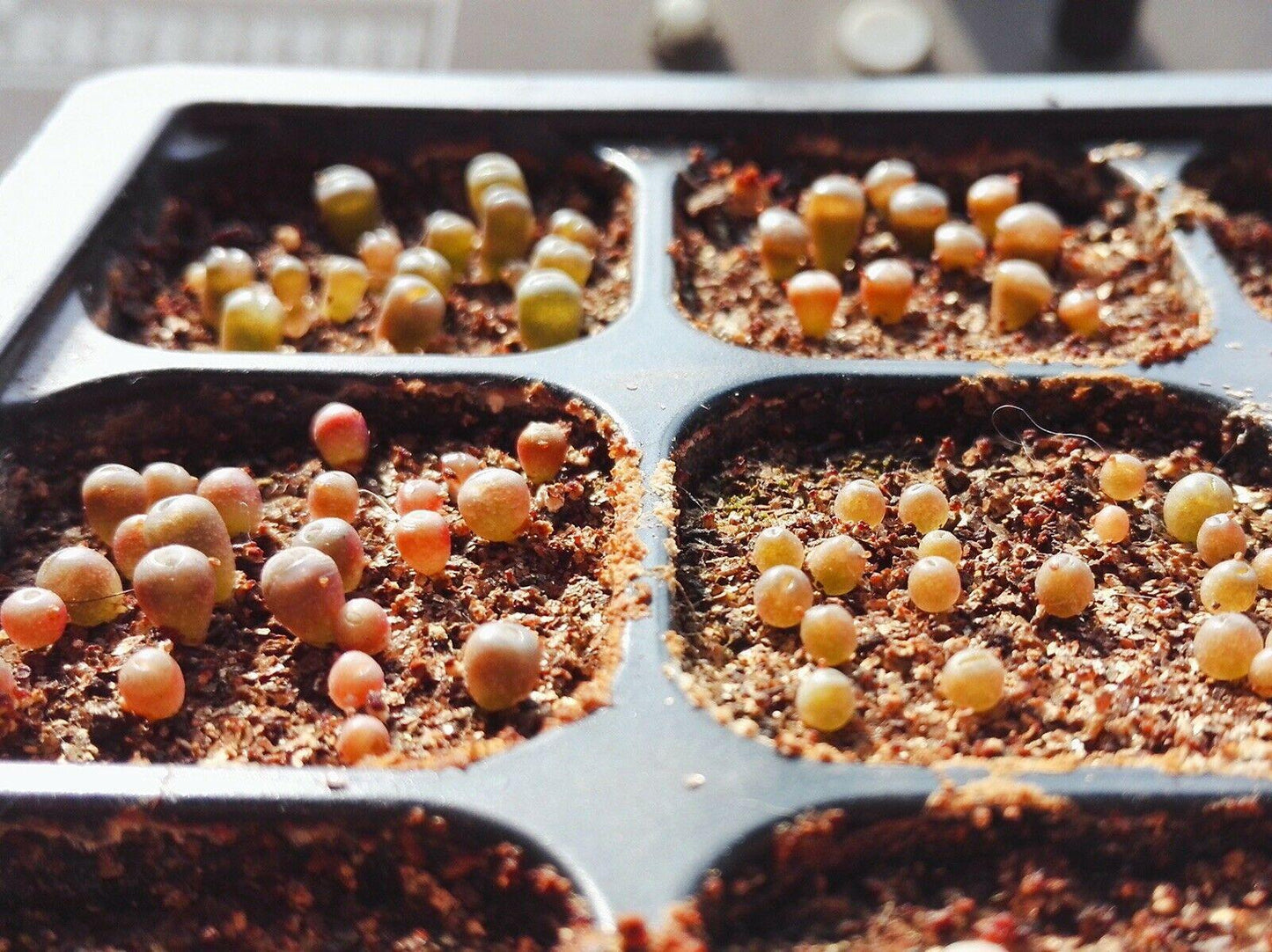 50 Lithops Seeds - Mix