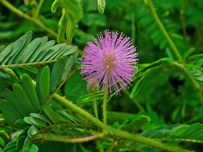 50 Mimosa Pudica | Sensitive Plant Seeds