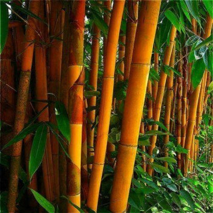50 Orange Bamboo Seeds