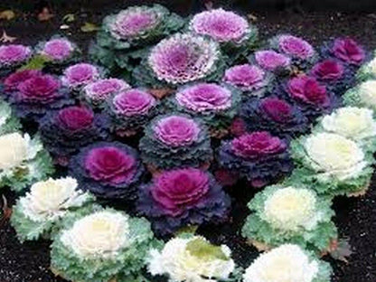 50 Ornamental Cabbage Seeds