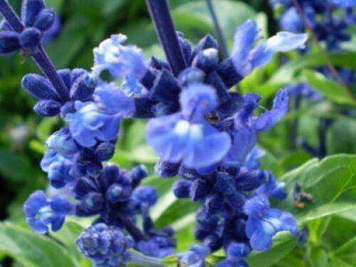 50 Oxford Blue Sage Seeds