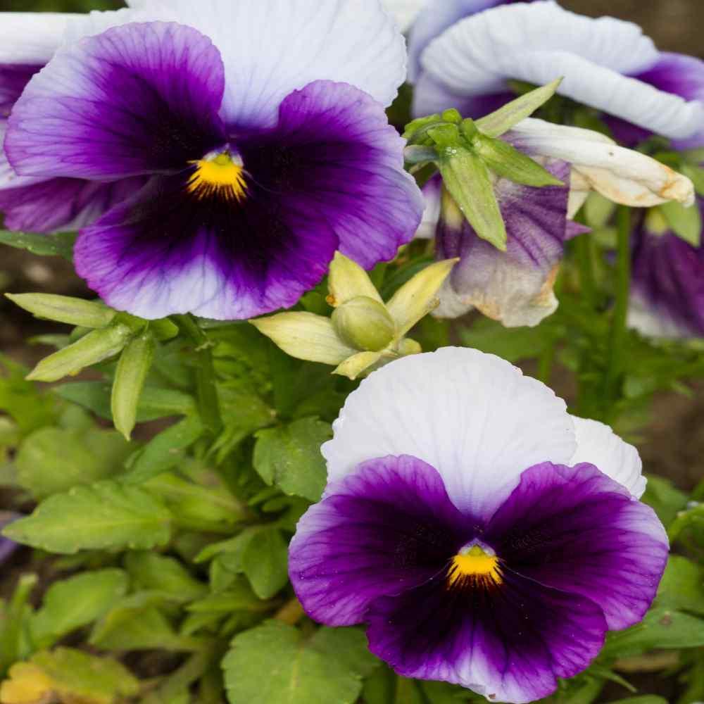 50 Pansy - Beaconsfield Seeds