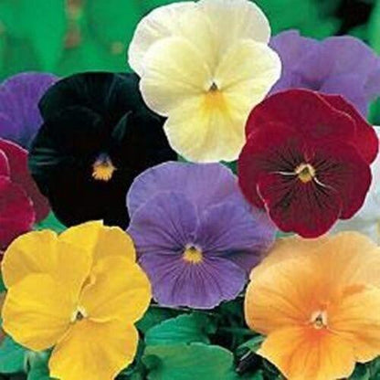 50 Pansy - Clear Crystal Mix Seeds
