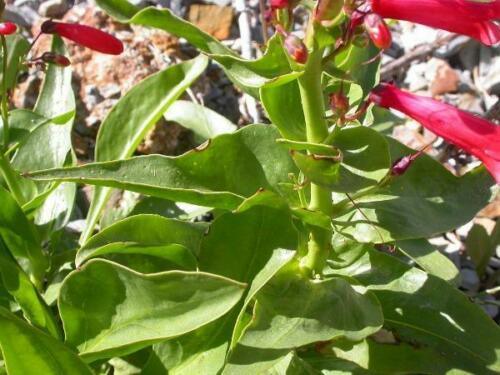 50 Penstemon Eatonii | Firecracker Penstemon Seeds