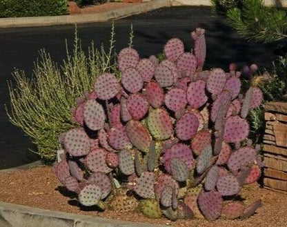 50 Purple Prickly Pear Cactus Seeds