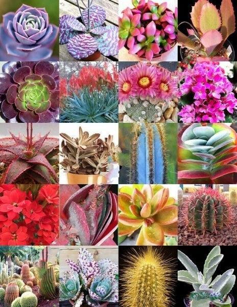 50 Rare Color Succulent Mix Exotic Cactus Seeds