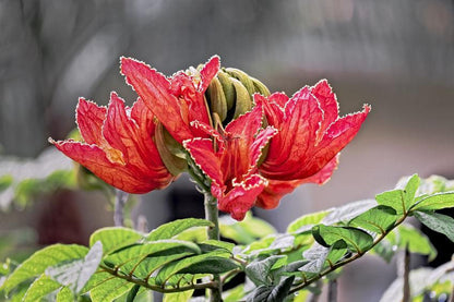 50 Red African Tulip Tree Seeds