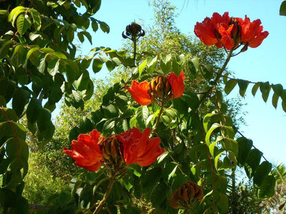 50 Red African Tulip Tree Seeds