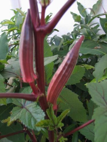 50 Red Burgundy Okra Seeds