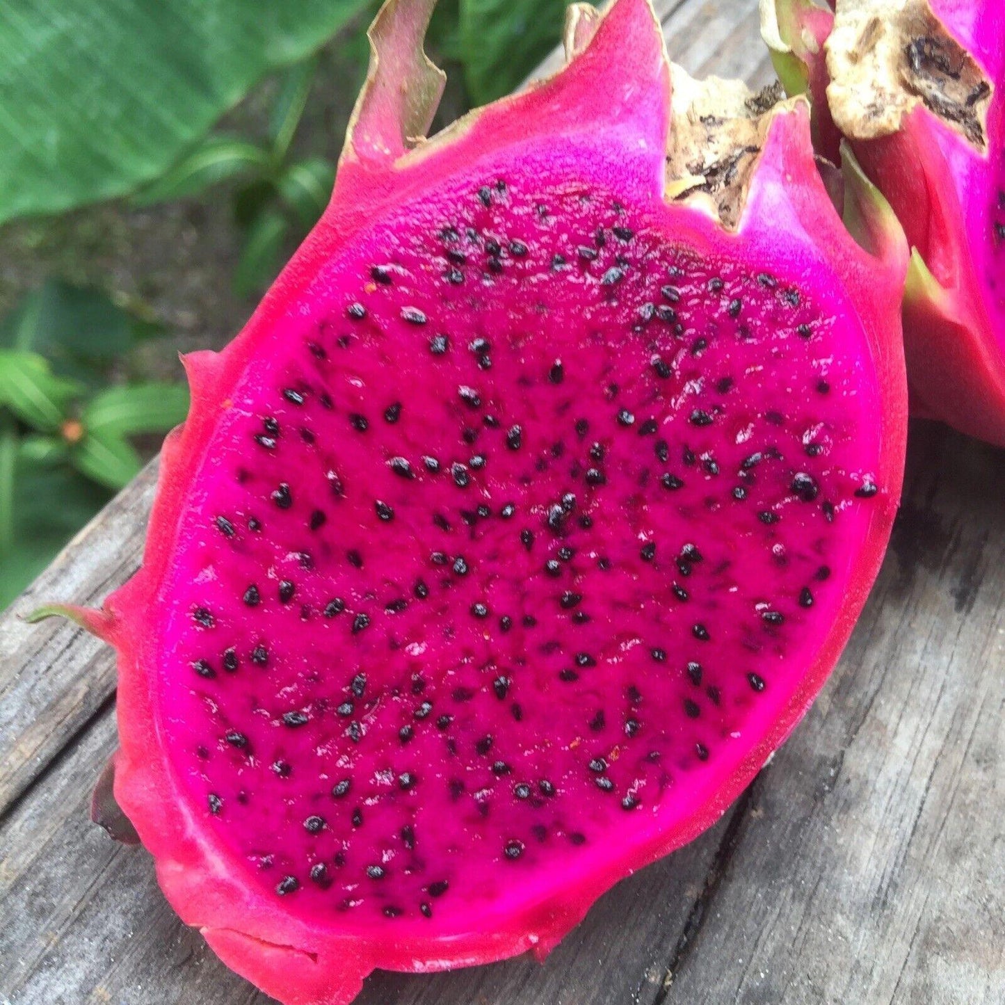 50 Dragon Fruit Seeds - (Hylocereus Undatus Cactus)
