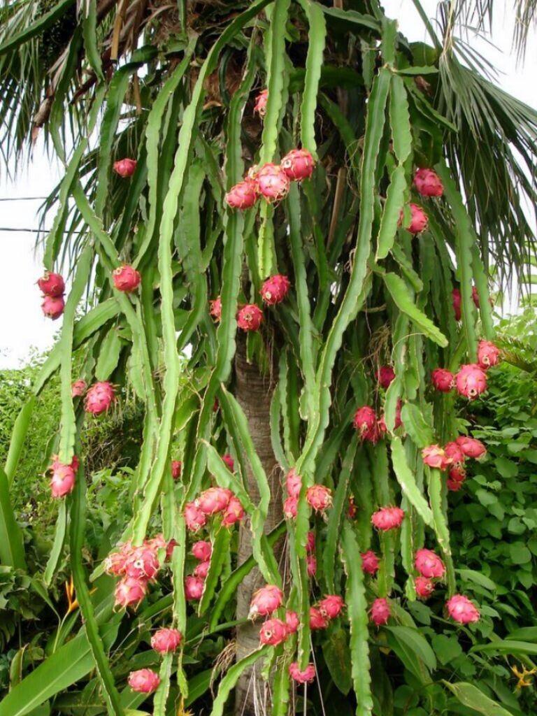 50 Dragon Fruit Seeds - (Hylocereus Undatus Cactus)