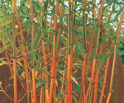 50 Red Fountain Bamboo Seeds