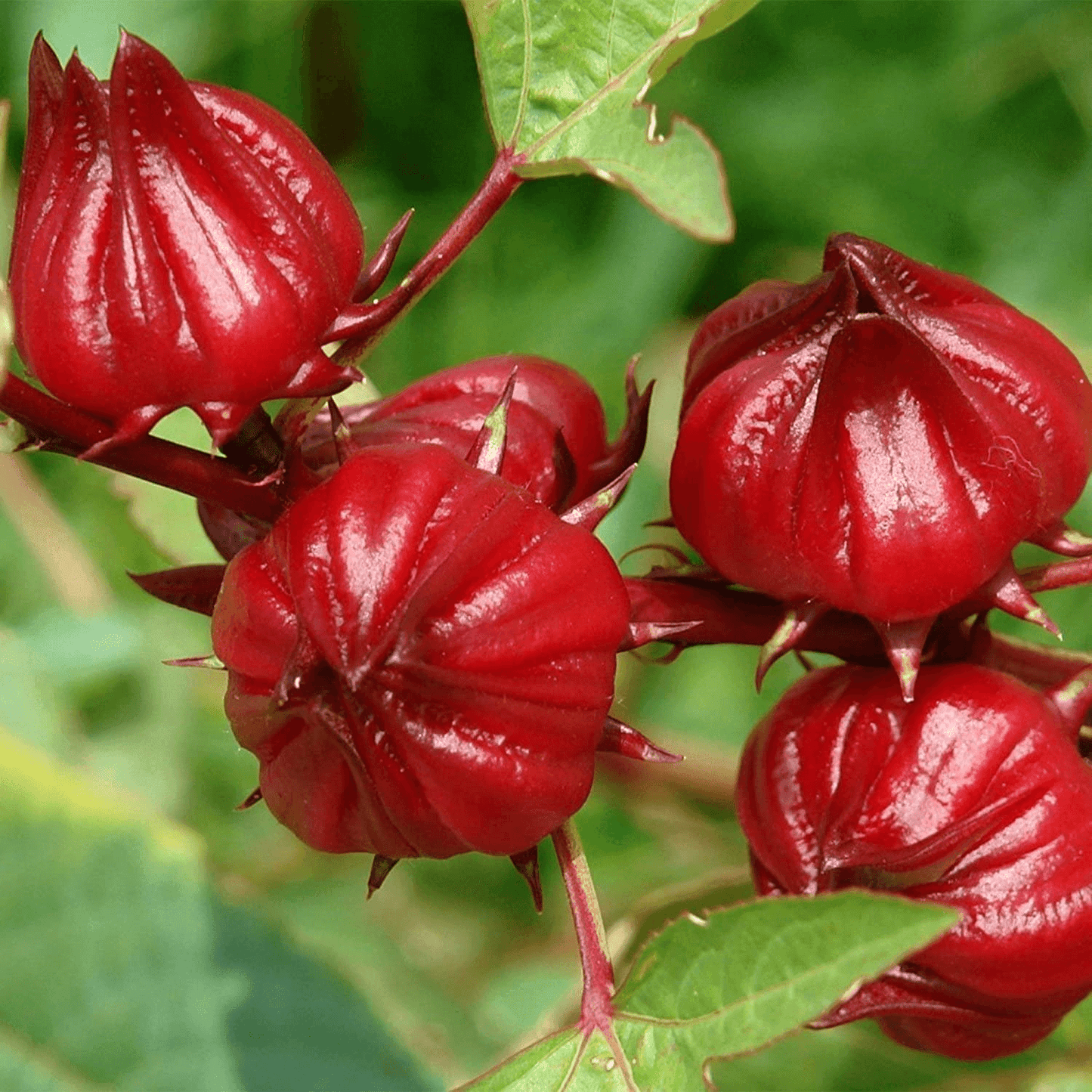 50 Red Hibiscus Roselle Seeds
