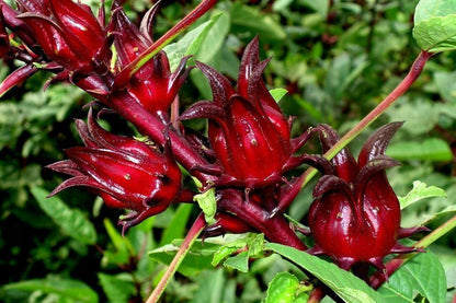50 Red Hibiscus Roselle Seeds