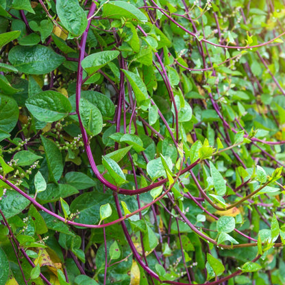 50 Red Stem Malabar Spinach Seeds