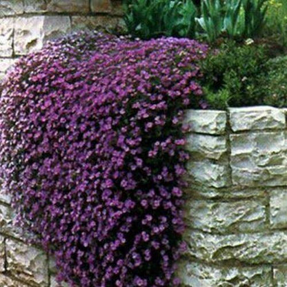50 Rock Cress - Aubrieta - Cascade Purple Seeds