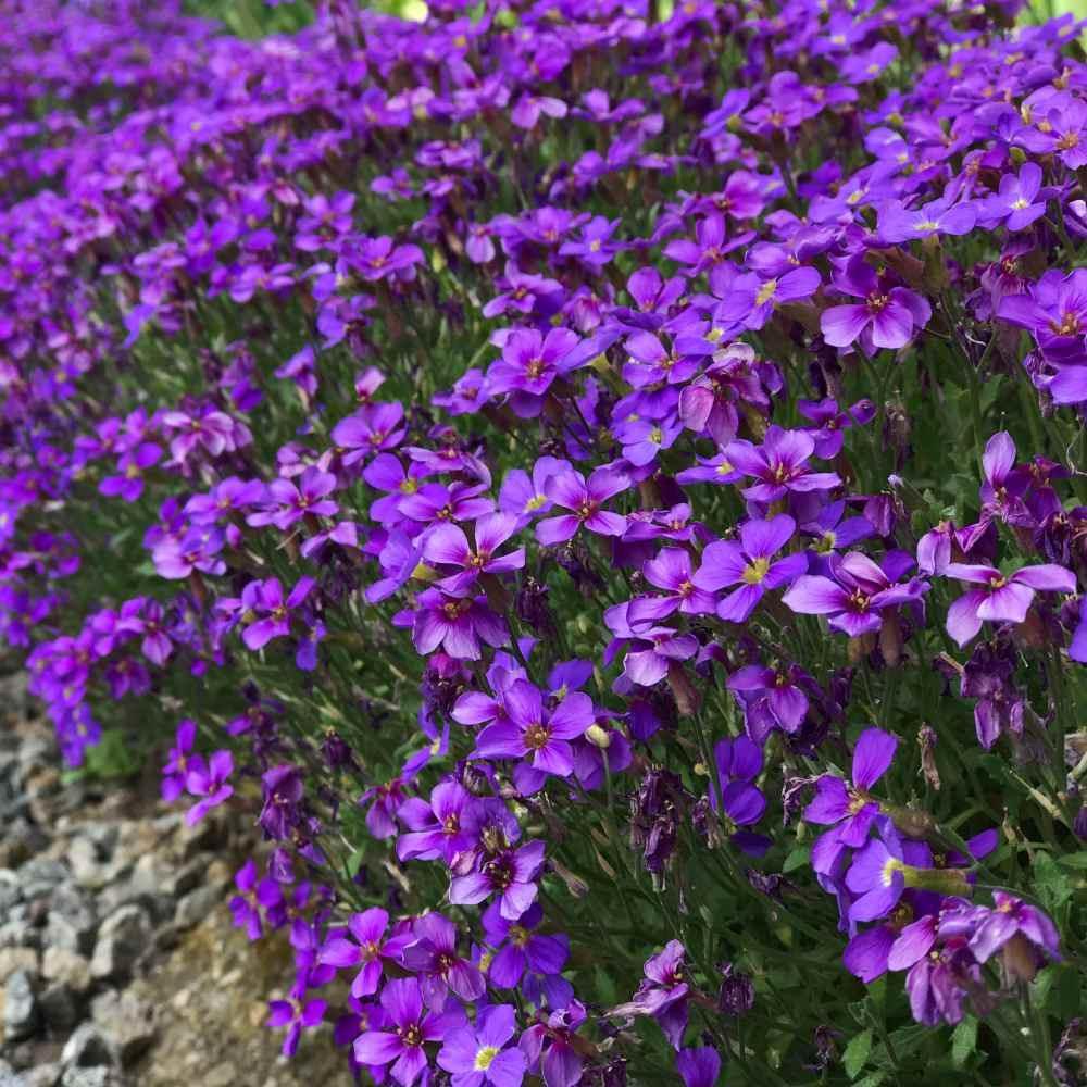 50 Rock Cress - Aubrieta - Cascade Purple Seeds