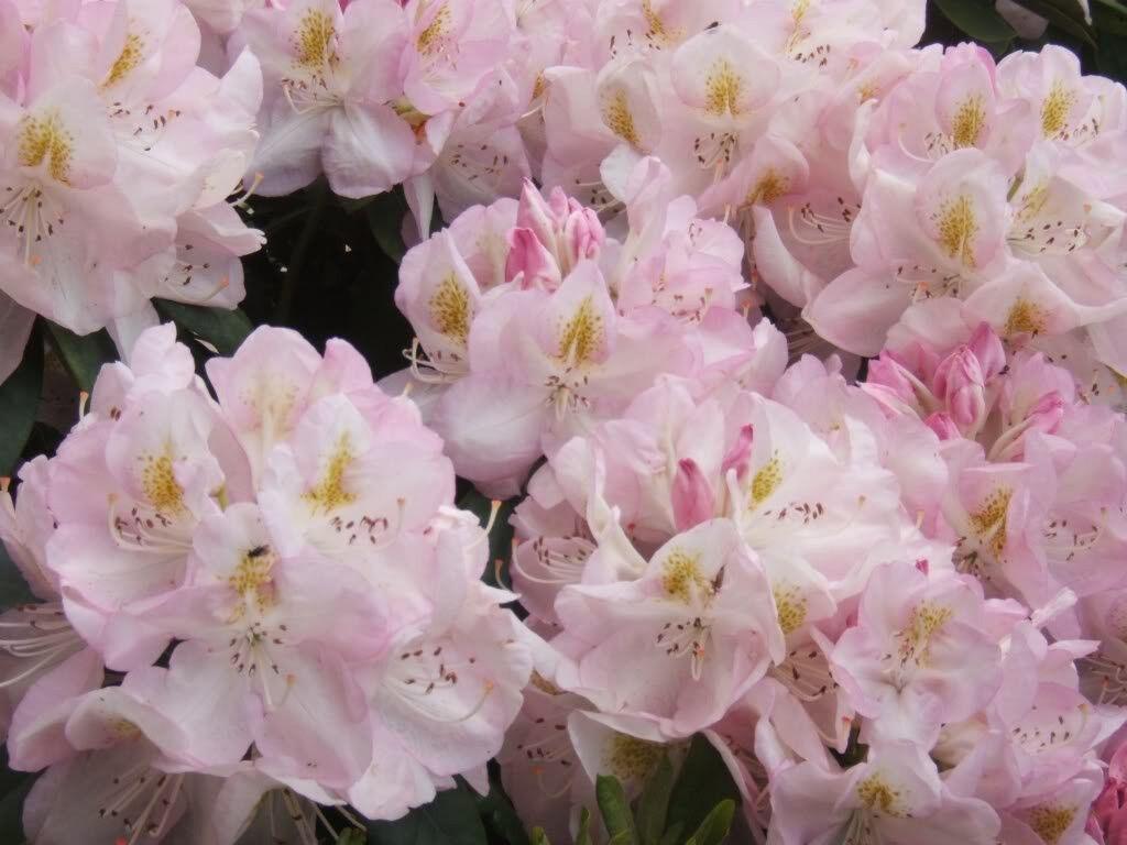 50 Rosebay Rhododendron Seeds