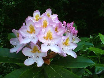 50 Rosebay Rhododendron Seeds