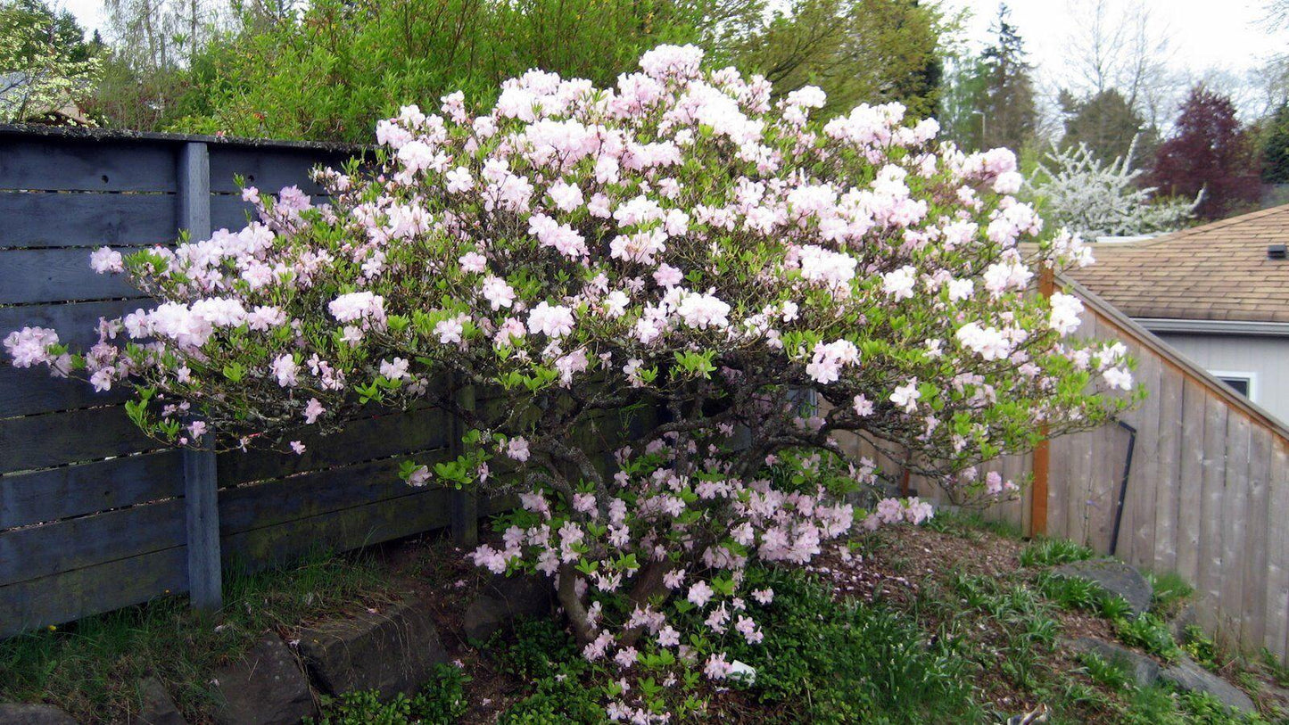 50 Royal Azalea, Rhododendron Schlippenbachii Seeds