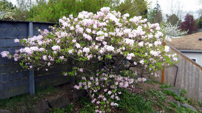 50 Royal Azalea, Rhododendron Schlippenbachii Seeds