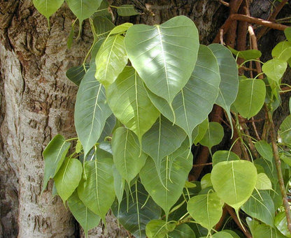 50 Sacred Fig - Peepul Tree Seeds (Ficus Religiosa) Seeds
