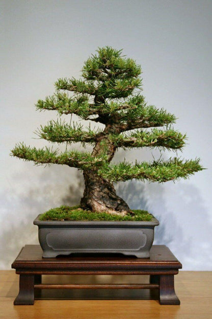 50 Scotch Pine (Pinus Sylvestris) Seeds