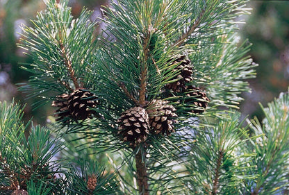 50 Scotch Pine (Pinus Sylvestris) Seeds