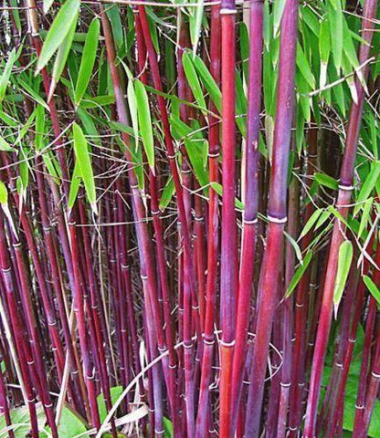 50 Siergras Clumping Bamboo Seeds