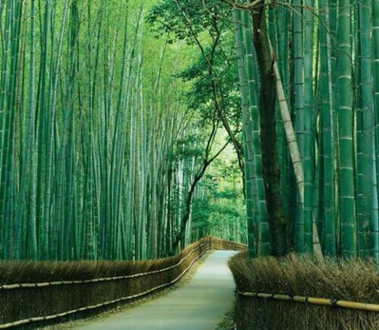 50 Spiny Bamboo Seeds - Bambusa Arundinacea Poaceae Thorny Stem