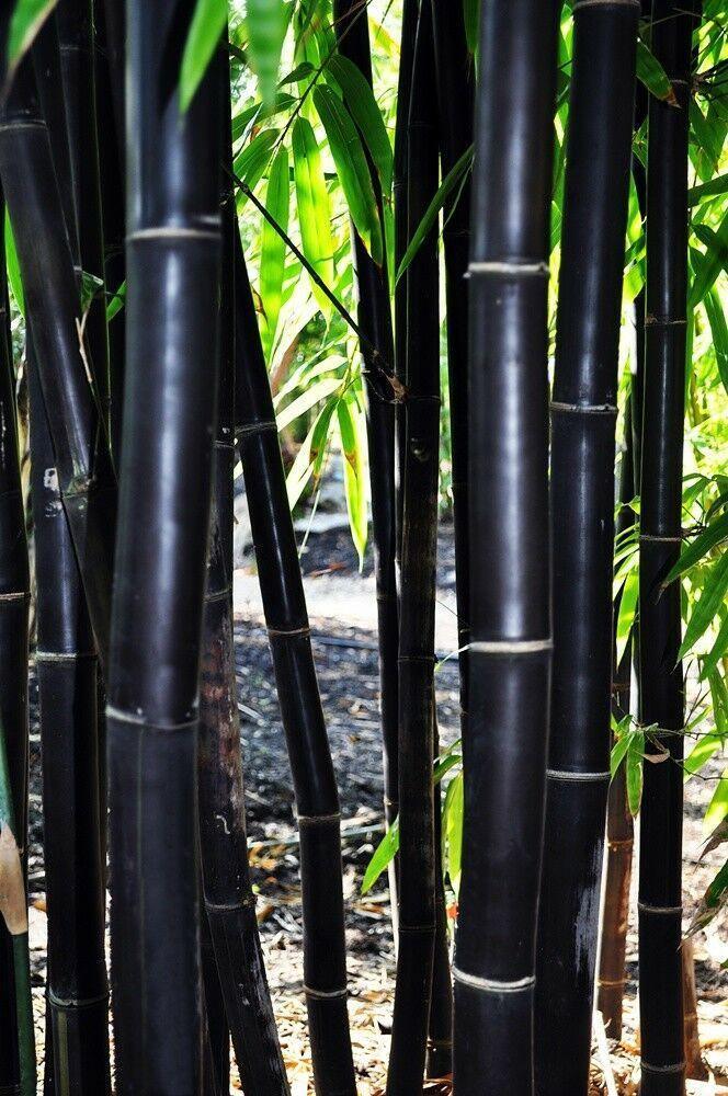 50 Timor Black Bamboo Seeds