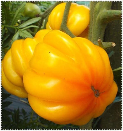 50 Tomato Plants Organic Heirloom Perennial NON-GMO Seeds