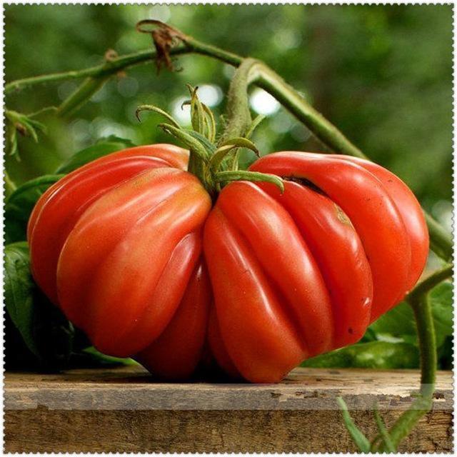 50 Tomato Plants Organic Heirloom Perennial NON-GMO Seeds