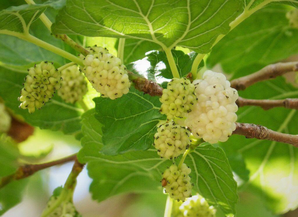 50 White Mulberry (Morus Alba) Seeds