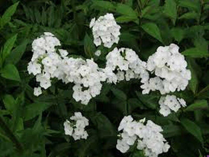 50 White Phlox Flower Seeds