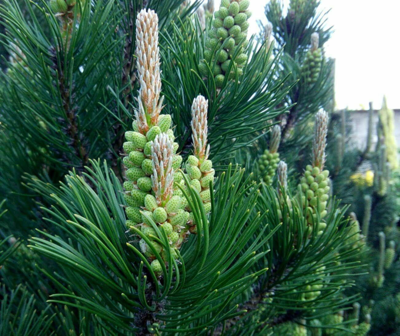 50 White Spruce Seeds (Picea Glauca)