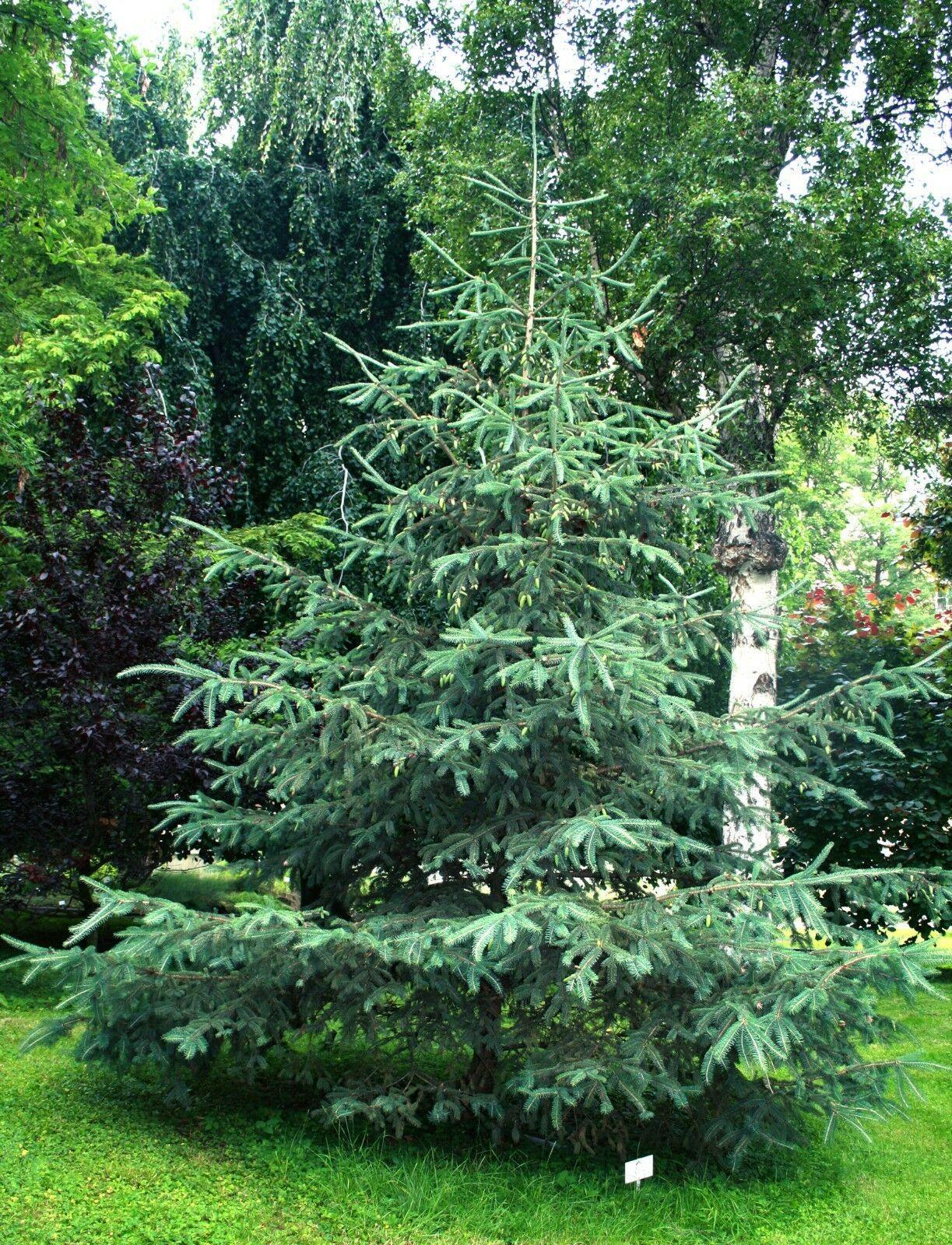 50 White Spruce Seeds (Picea Glauca)