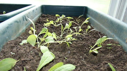 50 Wild Lettuce Seeds