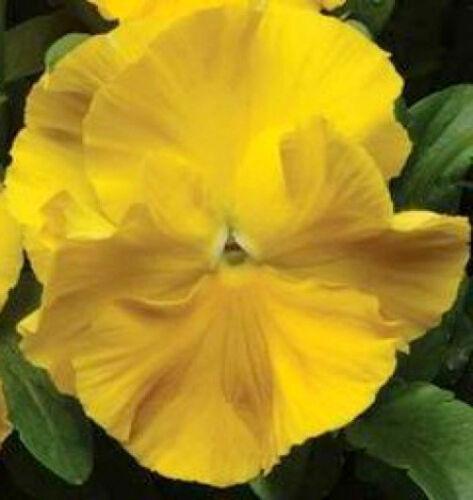 50 Yellow Pansy Seeds